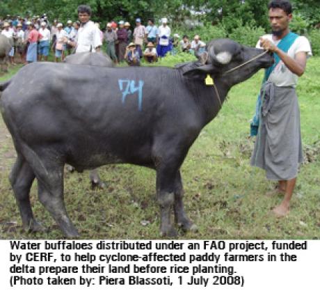 Cyclone Nargis-affected families receive buffaloes
